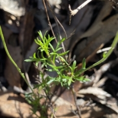 Brachyscome ciliaris var. ciliaris at Bungonia, NSW - 11 Apr 2022 11:42 AM