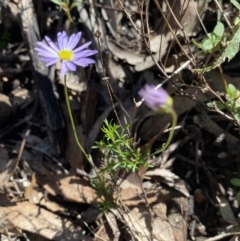 Brachyscome ciliaris var. ciliaris at Bungonia, NSW - 11 Apr 2022 11:42 AM