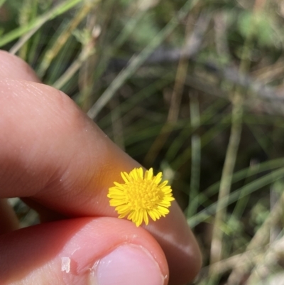 Calotis lappulacea (Yellow Burr Daisy) at Bungonia, NSW - 11 Apr 2022 by NedJohnston