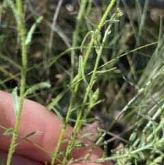 Calotis lappulacea at Bungonia, NSW - 11 Apr 2022