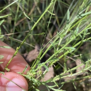 Calotis lappulacea at Bungonia, NSW - 11 Apr 2022