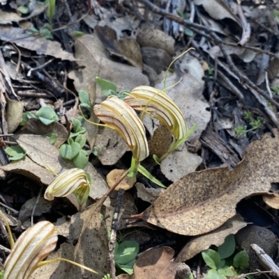 Diplodium truncatum (Little Dumpies, Brittle Greenhood) at Bungonia National Park - 11 Apr 2022 by NedJohnston