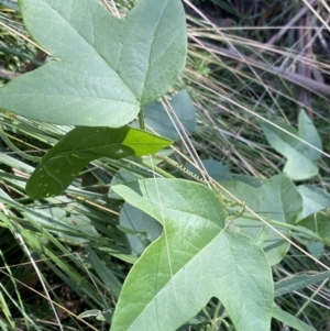 Passiflora cinnabarina at Bungonia, NSW - 11 Apr 2022