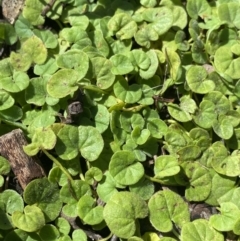 Dichondra repens (Kidney Weed) at Bungonia National Park - 11 Apr 2022 by NedJohnston