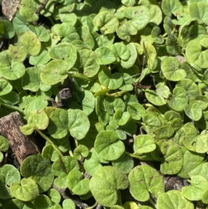 Dichondra repens at Bungonia, NSW - 11 Apr 2022