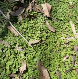 Dichondra repens at Bungonia, NSW - 11 Apr 2022