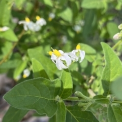 Solanum chenopodioides (Whitetip Nightshade) at Bungonia, NSW - 11 Apr 2022 by NedJohnston