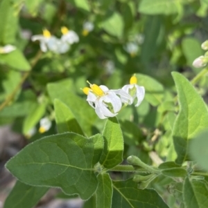 Solanum chenopodioides at Bungonia, NSW - 11 Apr 2022 11:34 AM