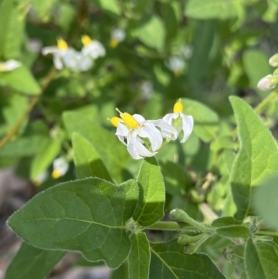 Solanum chenopodioides (Whitetip Nightshade) at Bungonia, NSW - 11 Apr 2022 by Ned_Johnston