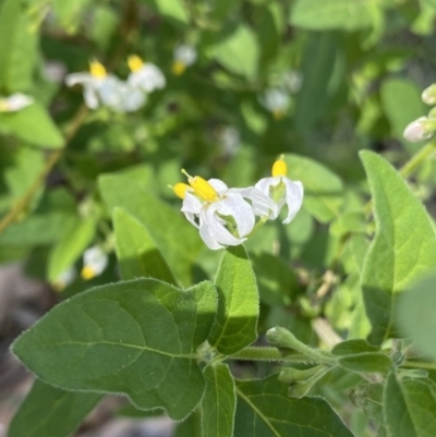 Solanum chenopodioides (Whitetip Nightshade) at Bungonia, NSW - 11 Apr 2022 by NedJohnston