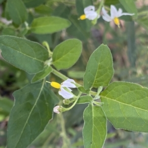 Solanum chenopodioides at Bungonia, NSW - 11 Apr 2022 11:34 AM