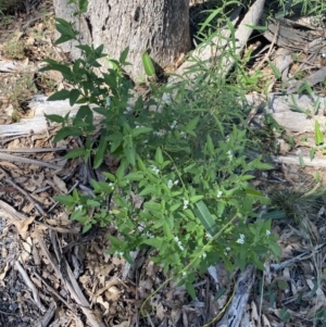 Solanum chenopodioides at Bungonia, NSW - 11 Apr 2022 11:34 AM