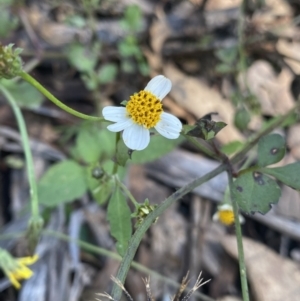 Bidens pilosa at Bungonia, NSW - 11 Apr 2022