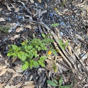 Bidens pilosa at Bungonia, NSW - 11 Apr 2022