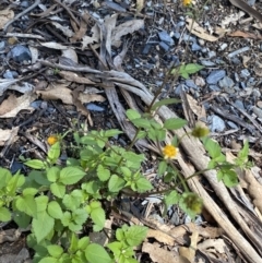 Bidens pilosa at Bungonia, NSW - 11 Apr 2022