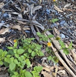 Bidens pilosa at Bungonia, NSW - 11 Apr 2022