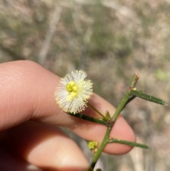 Acacia genistifolia (Early Wattle) at Bungonia State Conservation Area - 11 Apr 2022 by Ned_Johnston