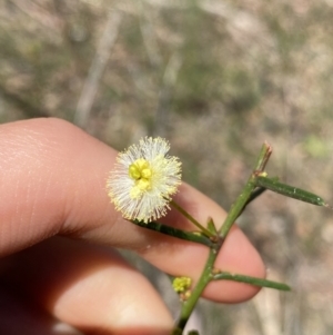 Acacia genistifolia at Bungonia, NSW - 11 Apr 2022