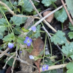 Veronica plebeia (Trailing Speedwell, Creeping Speedwell) at Bungonia, NSW - 11 Apr 2022 by NedJohnston