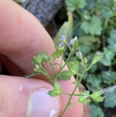 Veronica plebeia at Bungonia, NSW - 11 Apr 2022