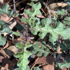 Solanum prinophyllum (Forest Nightshade) at Bungonia State Conservation Area - 11 Apr 2022 by Ned_Johnston