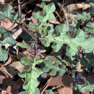 Solanum prinophyllum (Forest Nightshade) at Bungonia, NSW - 11 Apr 2022 by Ned_Johnston