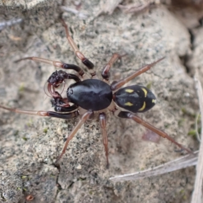 Zodariidae (family) (Unidentified Ant spider or Spotted ground spider) at Murrumbateman, NSW - 11 Apr 2022 by SimoneC