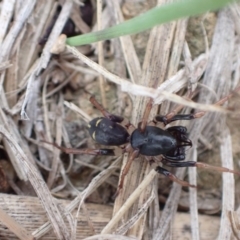 Zodariidae (family) at Murrumbateman, NSW - 11 Apr 2022 04:39 PM