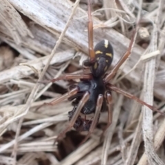 Zodariidae (family) at Murrumbateman, NSW - 11 Apr 2022 04:39 PM