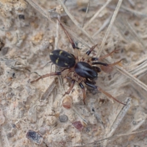 Zodariidae (family) at Murrumbateman, NSW - 11 Apr 2022 04:39 PM