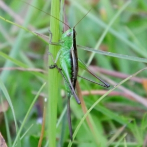 Conocephalus semivittatus at Mongarlowe, NSW - suppressed