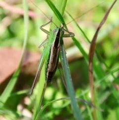 Conocephalus semivittatus at Mongarlowe, NSW - suppressed