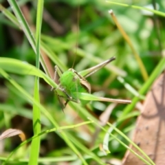 Conocephalus semivittatus at Mongarlowe, NSW - suppressed