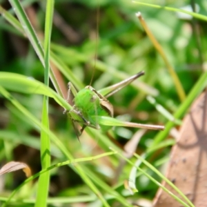 Conocephalus semivittatus at Mongarlowe, NSW - suppressed