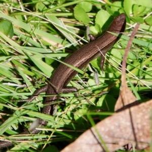 Lampropholis delicata at Mongarlowe, NSW - suppressed