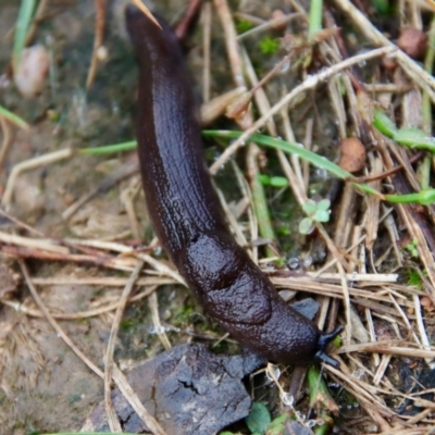 Milax gagates (Black-keeled Slug) at Red Hill Nature Reserve - 10 Apr 2022 by LisaH