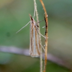 Hednota species near grammellus (Pyralid or snout moth) at Deakin, ACT - 11 Apr 2022 by LisaH