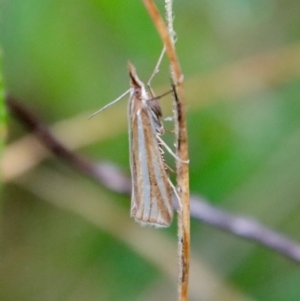 Hednota species near grammellus at Deakin, ACT - 11 Apr 2022 08:50 AM