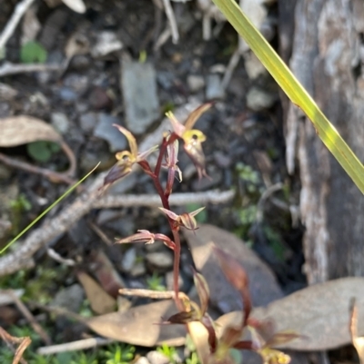 Acianthus exsertus (Large Mosquito Orchid) at Bungonia National Park - 11 Apr 2022 by NedJohnston