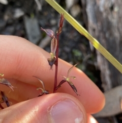 Acianthus exsertus at Bungonia, NSW - 11 Apr 2022