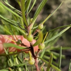 Myoporum montanum (Western Boobialla, Water Bush) at Bungonia, NSW - 11 Apr 2022 by Ned_Johnston