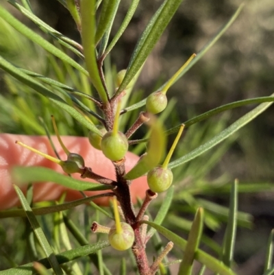 Persoonia linearis (Narrow-leaved Geebung) at Bungonia, NSW - 11 Apr 2022 by NedJohnston