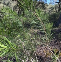 Persoonia linearis at Bungonia National Park - 11 Apr 2022 12:05 PM