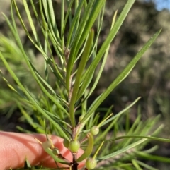 Persoonia linearis at Bungonia National Park - 11 Apr 2022 12:05 PM