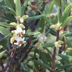 Monotoca scoparia at Bungonia, NSW - 11 Apr 2022