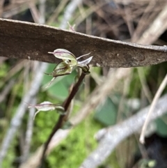 Acianthus exsertus (Large Mosquito Orchid) at Bungonia, NSW - 11 Apr 2022 by NedJohnston