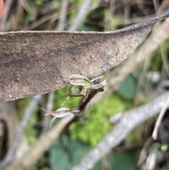 Acianthus exsertus at Bungonia National Park - 11 Apr 2022