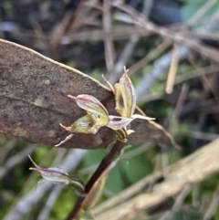 Acianthus exsertus at Bungonia National Park - 11 Apr 2022