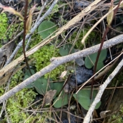 Acianthus exsertus at Bungonia National Park - 11 Apr 2022