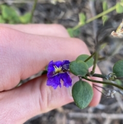 Dampiera stricta (Blue Dampiera) at Bungonia, NSW - 11 Apr 2022 by NedJohnston